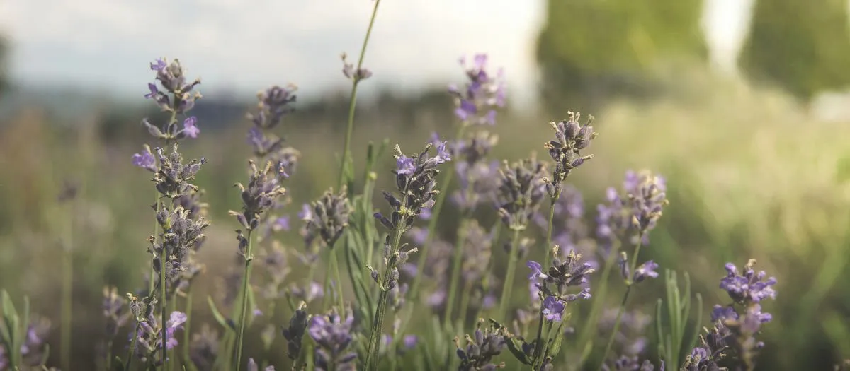 Counselling Supervision by Lucy Sumerscales